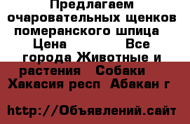 Предлагаем очаровательных щенков померанского шпица › Цена ­ 15 000 - Все города Животные и растения » Собаки   . Хакасия респ.,Абакан г.